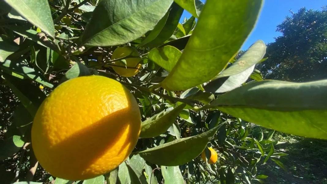 Tescilli Finike Portakalında Üreticinin Yüzü Güldü 5